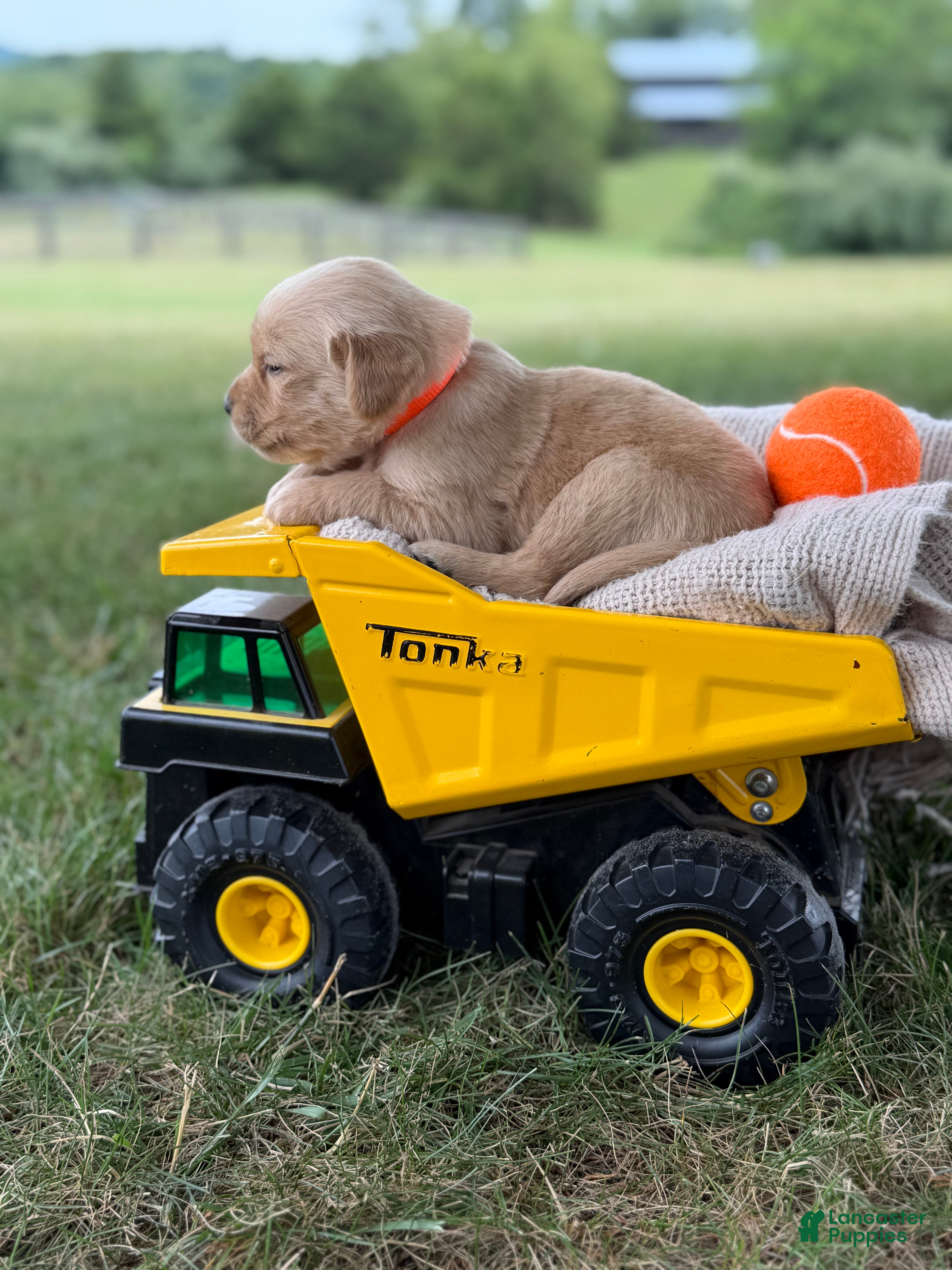 Golden Retriever dogs Dallas - Ad 2