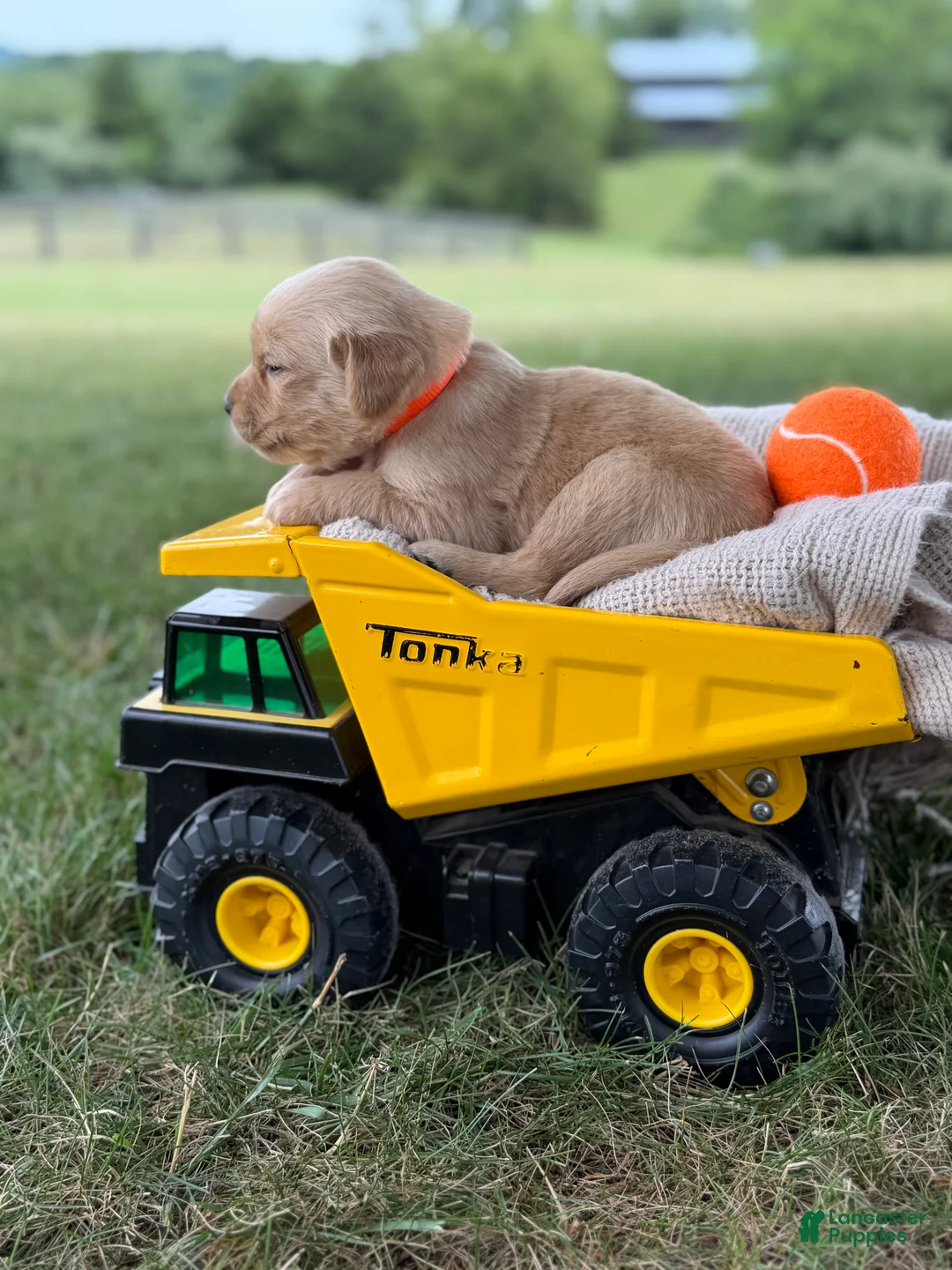 Golden Retriever dogs for sale: Dallas - Ad 2