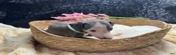 Italian Greyhound dogs for sale: Italian Greyhound 4 - Ad 5