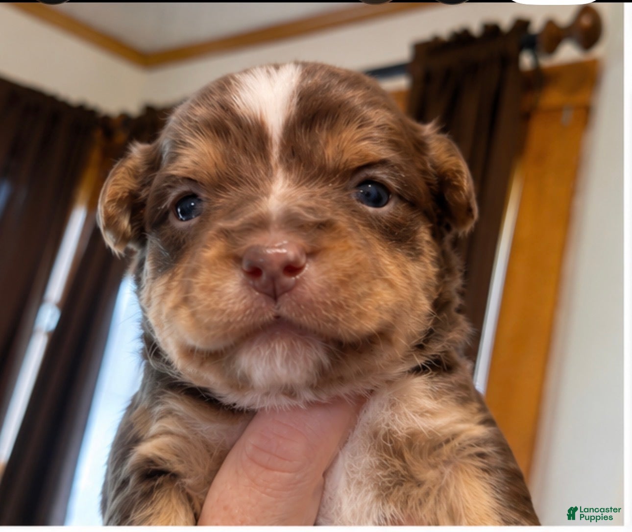 Yorkshire Terrier dogs Chocolate boy 2  - Ad 1