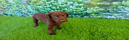 Labrador Retriever dogs for sale: Benny - Ad 4