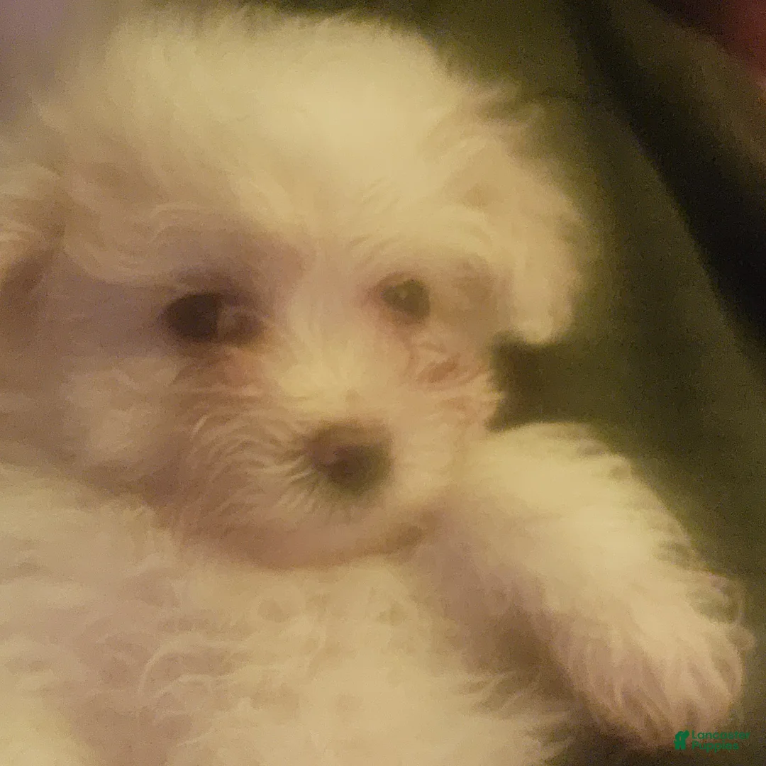 Pomapoo dogs for sale: Pomapoo Puppy 2 - Ad 1