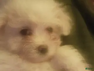 Pomapoo dogs Pomapoo Puppy 2 - Ad 14