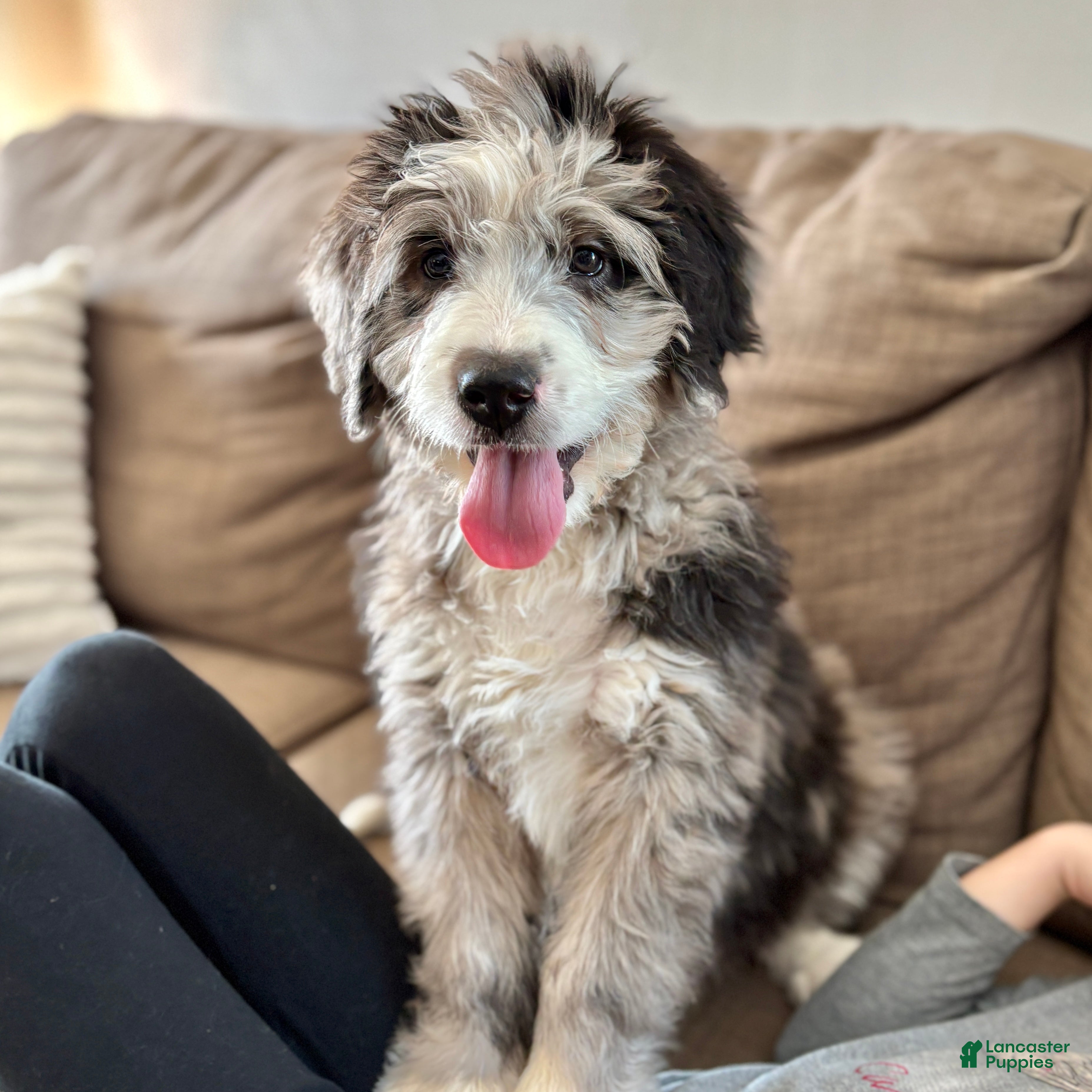 Bernedoodle dogs Rocky  - Ad 1