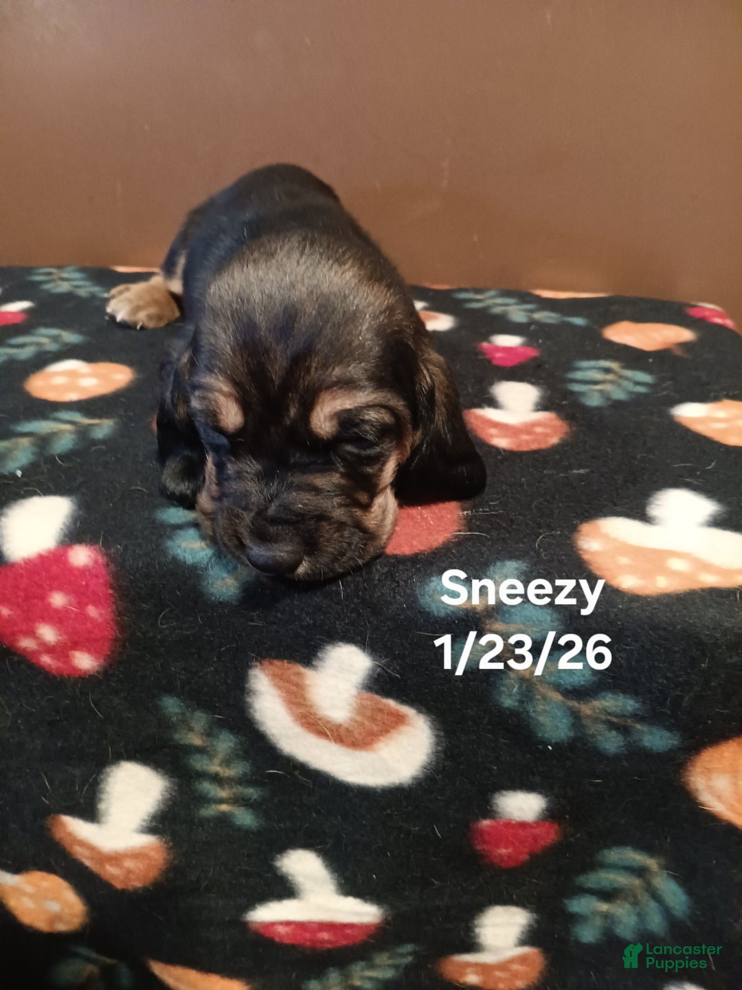 Basset Hound dogs for sale: Sneezy - Ad 2