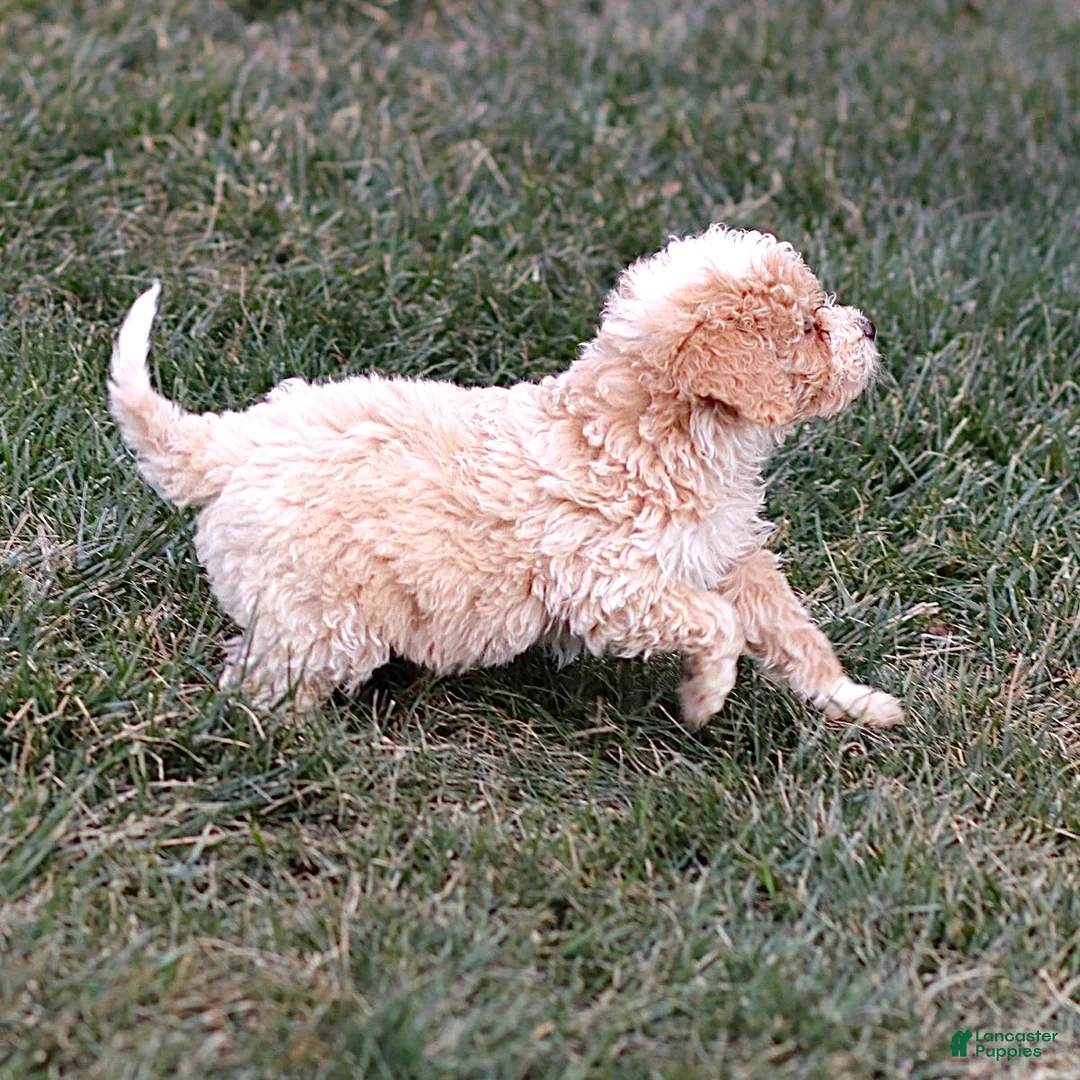 Mini Bernedoodle dogs for sale: Hans - Ad 5