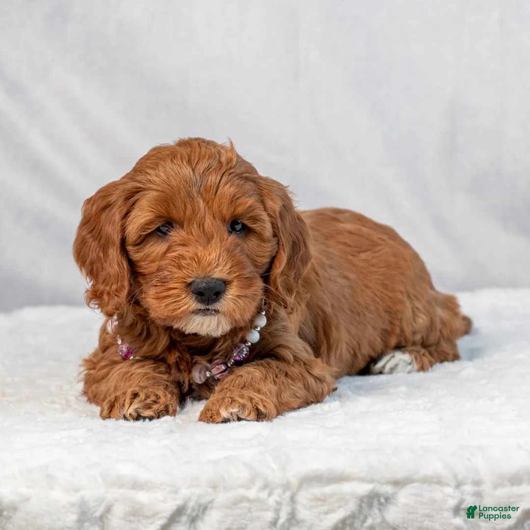Mini Goldendoodle dogs for sale: Brooklyn - Ad 3