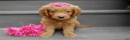 Mini Goldendoodle dogs for sale: Bella - Ad 5