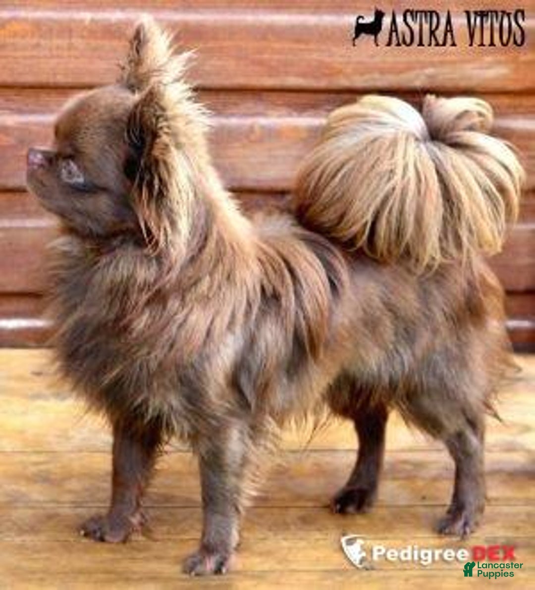 Chihuahua dogs for sale: Full AKC Adult  Russian Male  - Ad 10