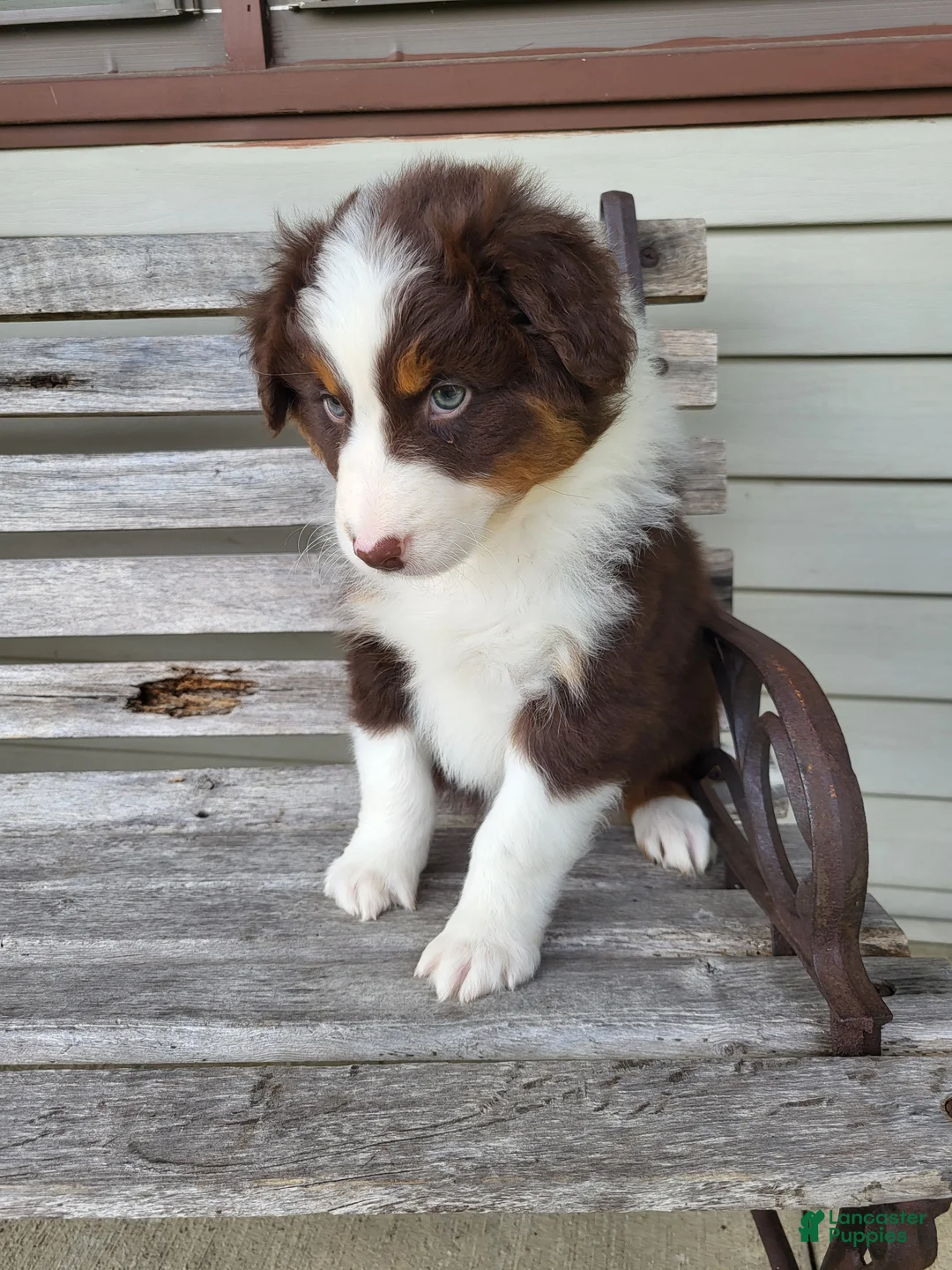 Australian Shepherd dogs for sale: Penelope  - Ad 2