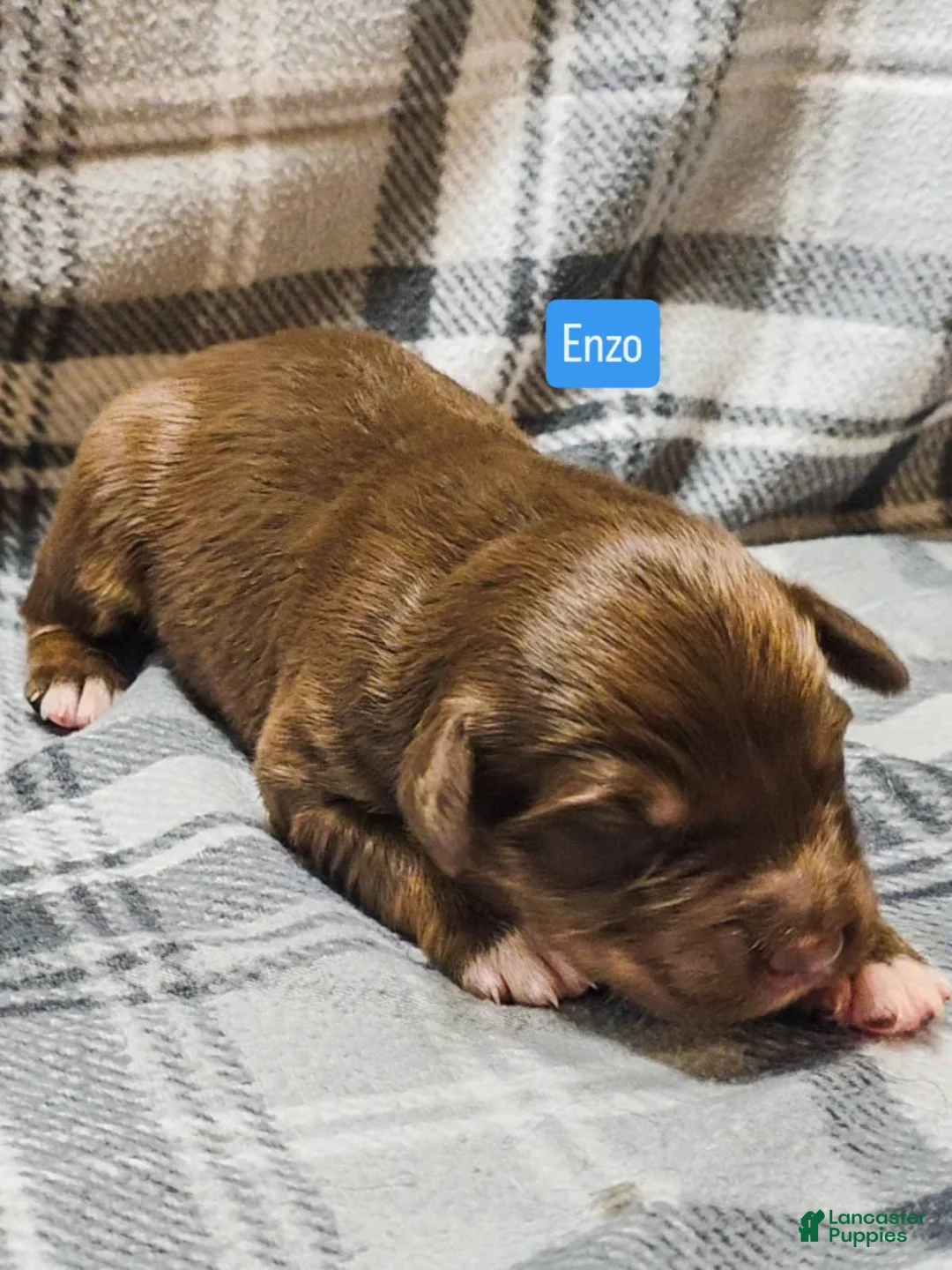 Australian Shepherd dogs for sale: Enzo - Ad 1