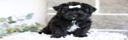 Yorkiepoo dogs for sale: Pixie - Ad 3