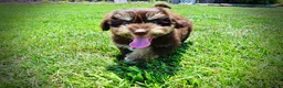 Havapoo dogs for sale: Epic - Ad 14