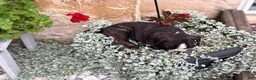 Boston Terrier dogs for sale: Keeth - Ad 8