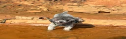 Mixed Breed dogs for sale: Little boy - Ad 5