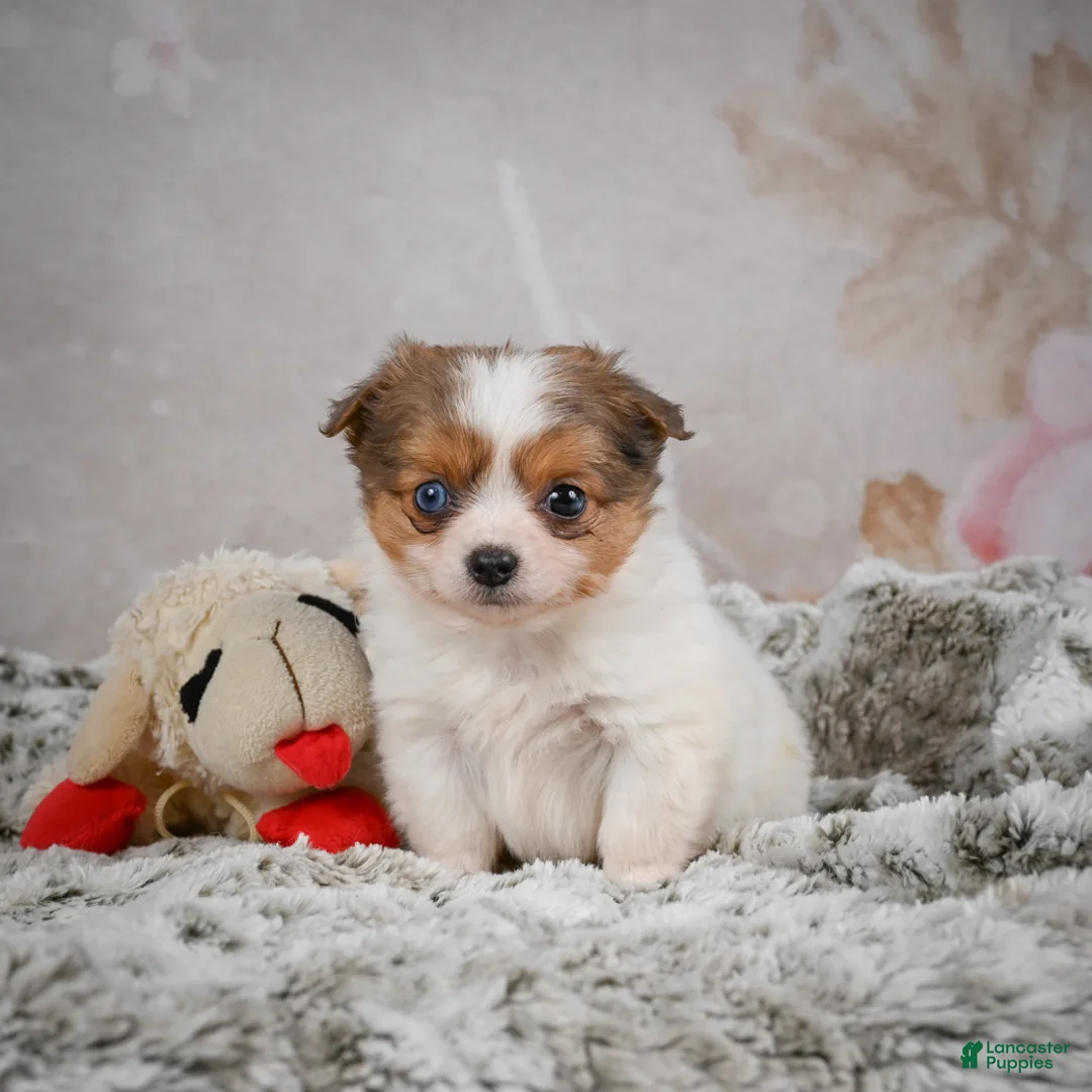 Chihuahua dogs for sale: Hunter - Ad 6