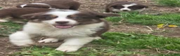 Australian Shepherd dogs for sale: Australian Shepherd Puppy 5 - Ad 5