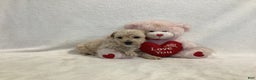 Maltipoo dogs for sale: Cuddles - Ad 4