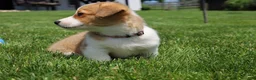 Welsh Corgi Pembroke dogs for sale: Shophie  - Ad 6