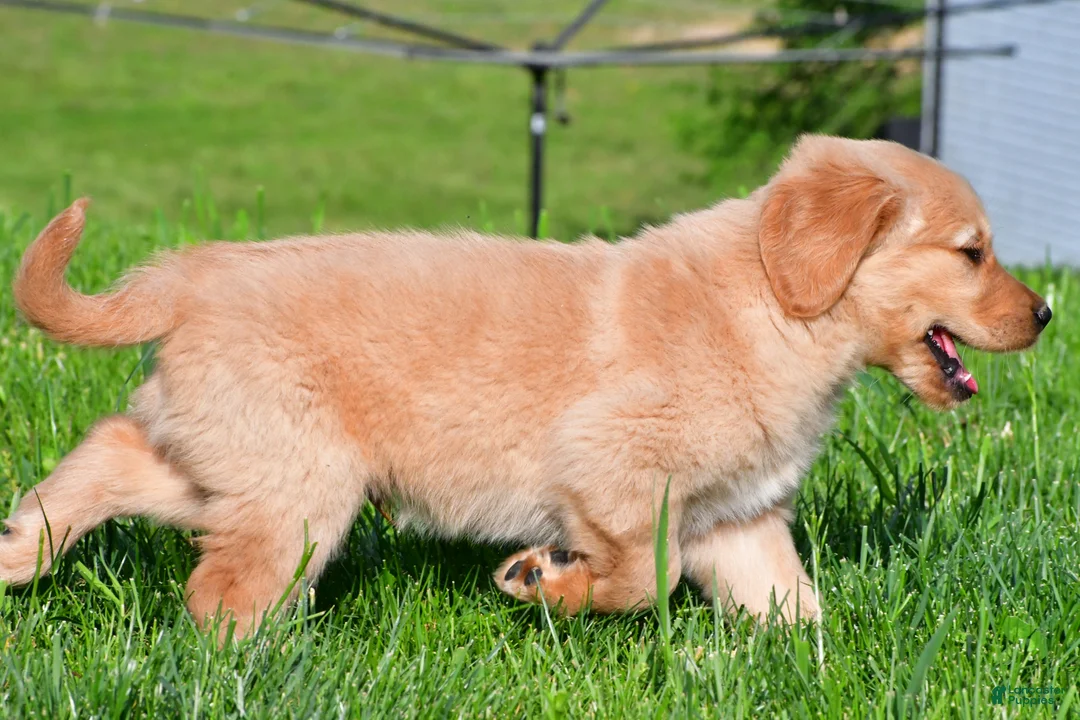 Golden Retriever dogs for sale: Theo - Ad 9