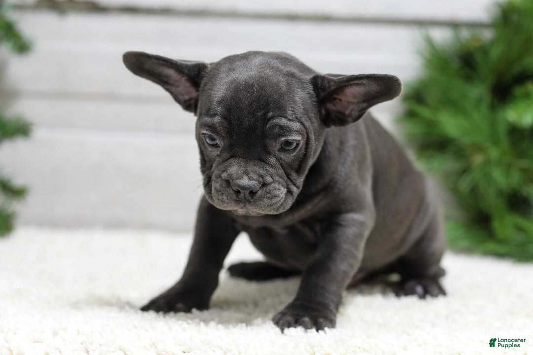 French Bulldog dogs for sale: Cooper - Ad 6