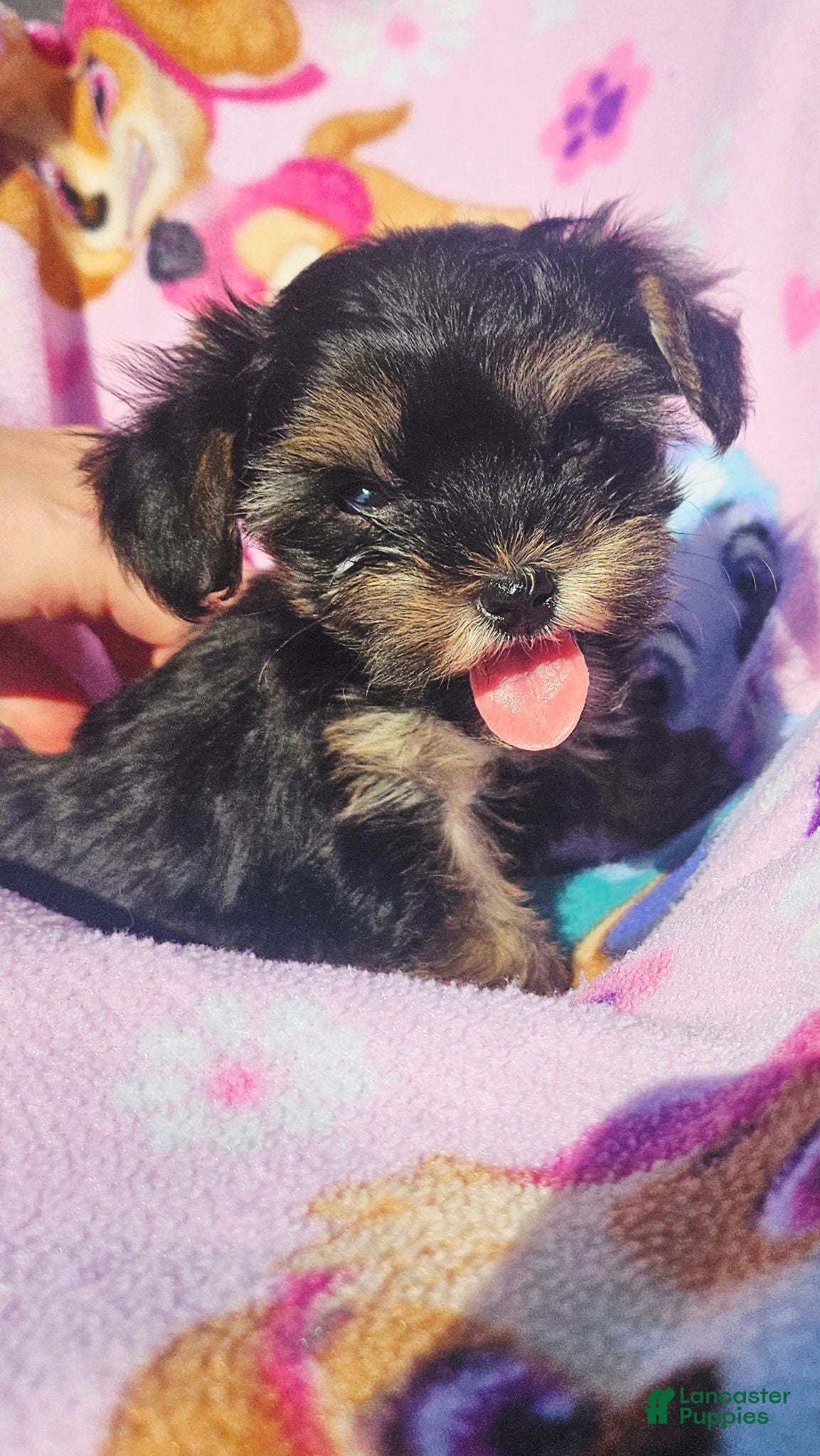 Morkie dogs for sale: Molly  - Ad 1