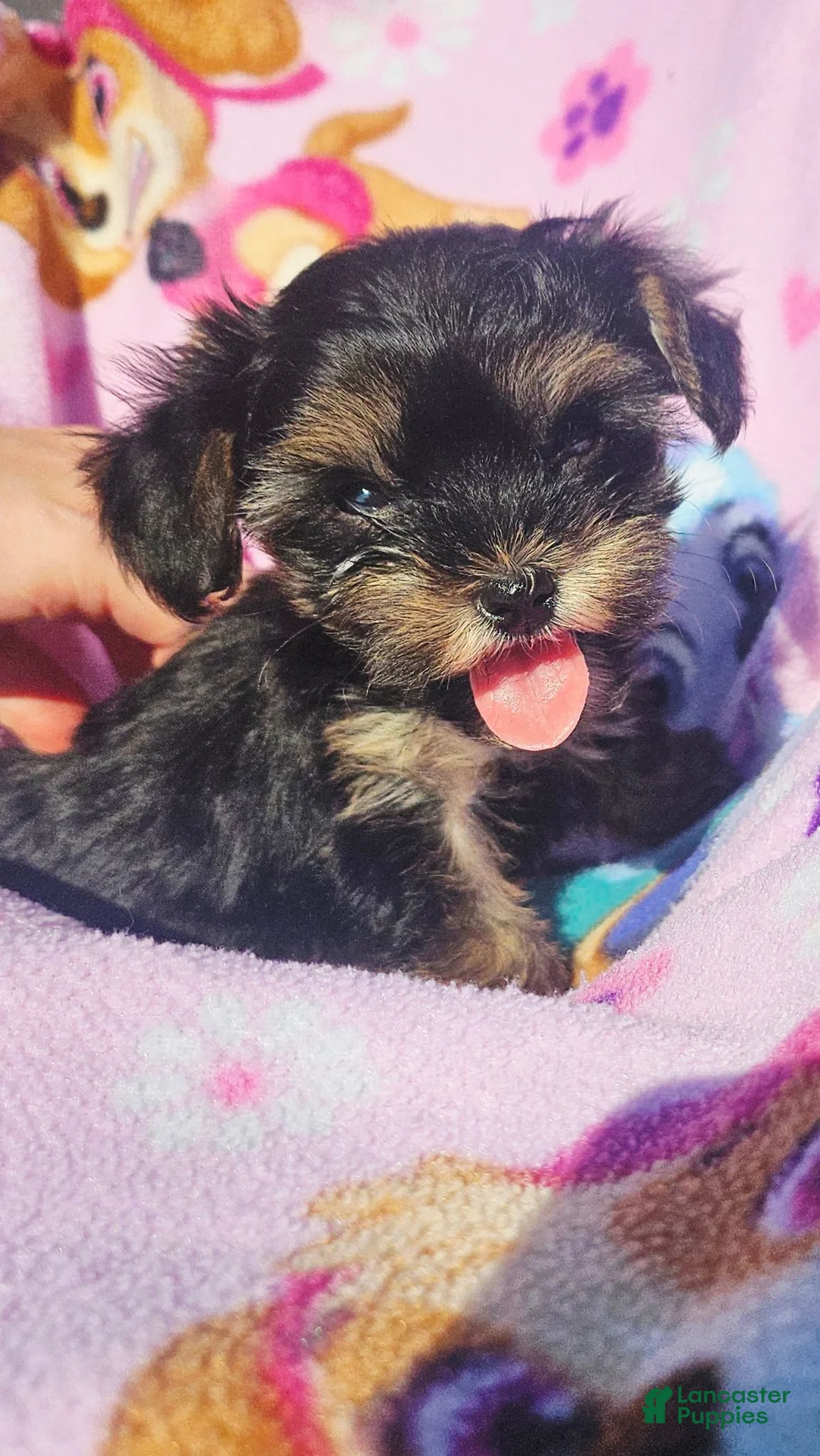 Morkie dogs for sale: Molly  - Ad 1
