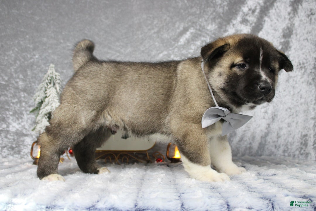 Pomsky dogs for sale: Rowan  - Ad 7