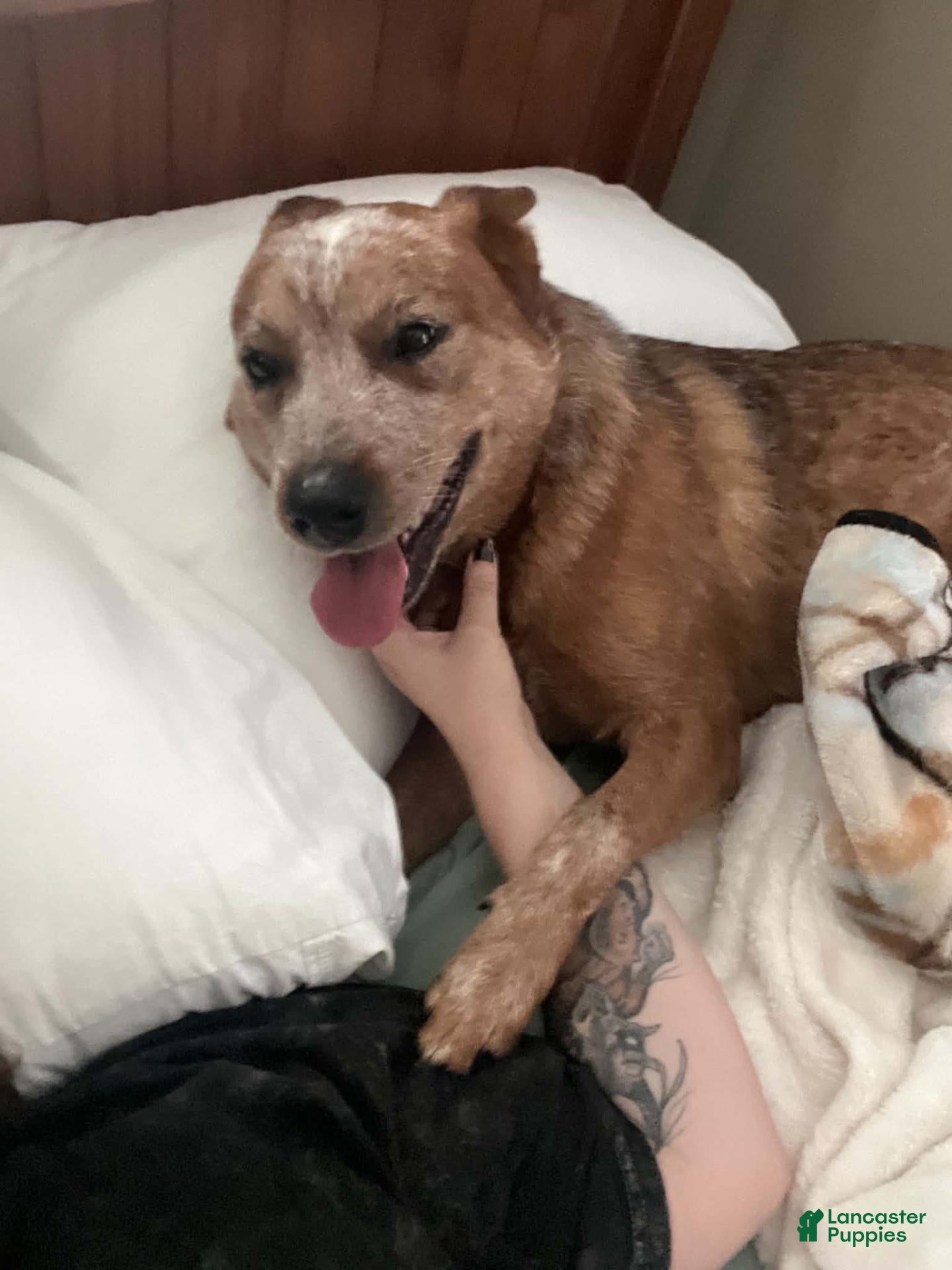 Australian Cattle Dog