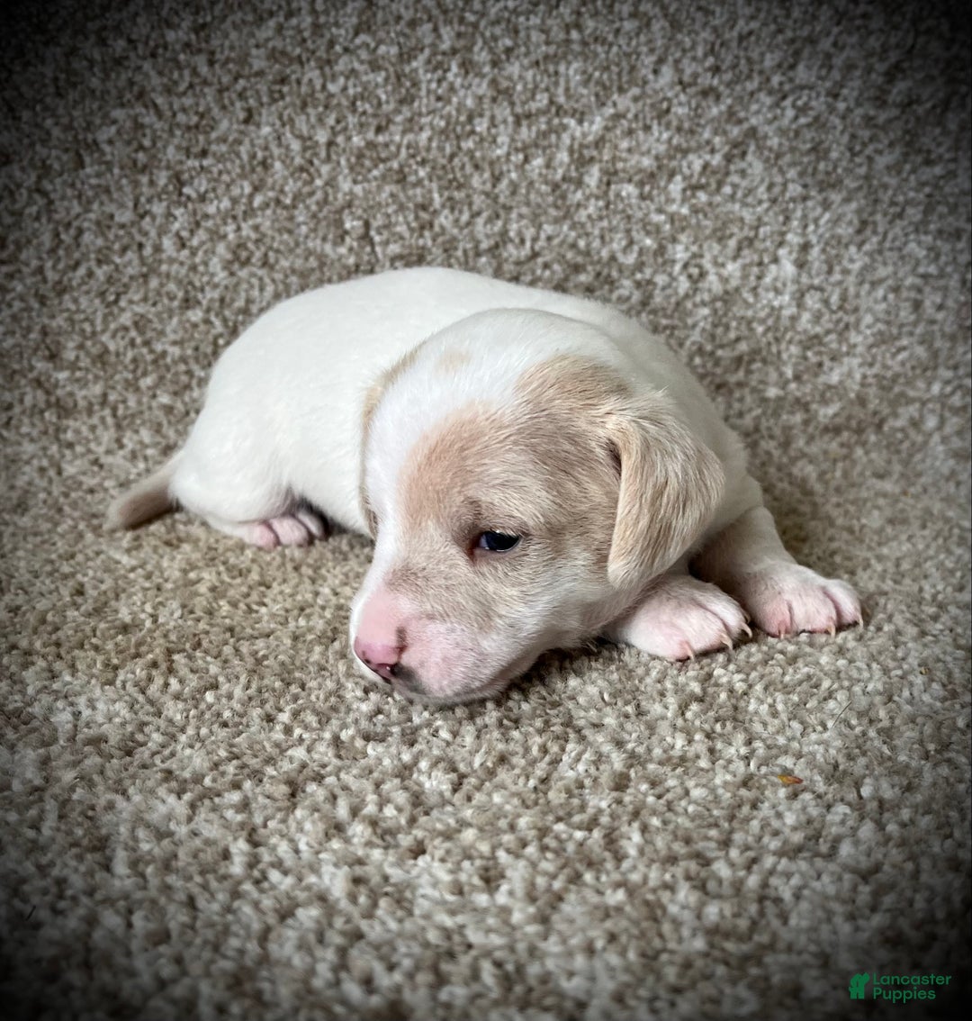 Miniature Dachshund dogs for sale: White Chocolate  - Ad 4