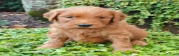 Goldendoodle dogs for sale: Rover - Ad 9