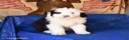 Shetland Sheepdog dogs for sale: Holiday - Ad 2