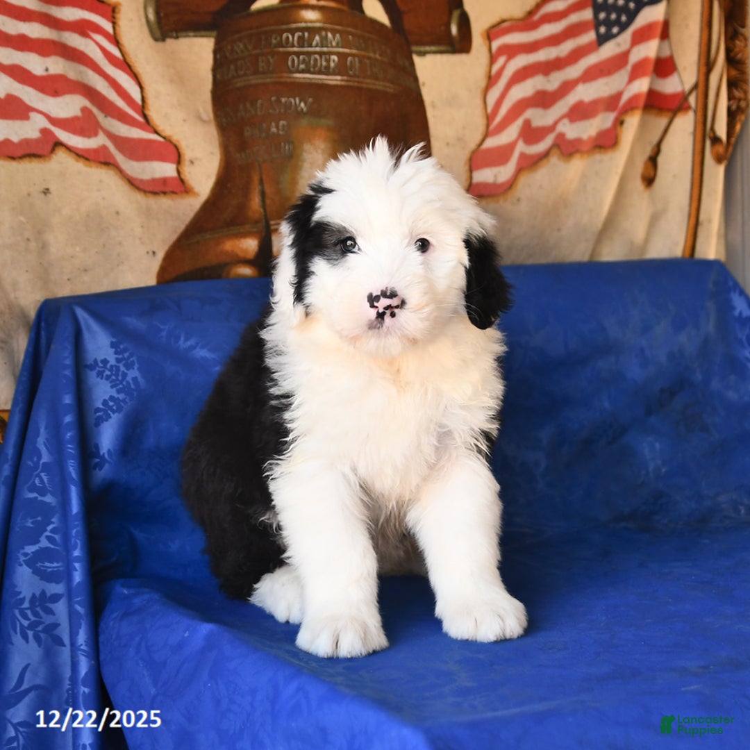 Shetland Sheepdog dogs for sale: Holiday - Ad 2