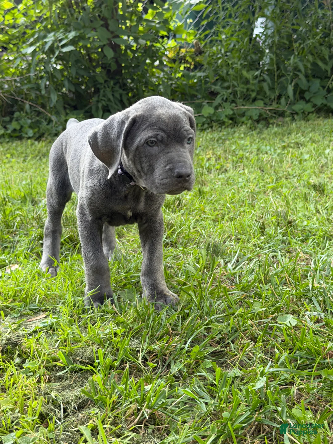 Cane Corso dogs for sale: Cane Corso 4 - Ad 2