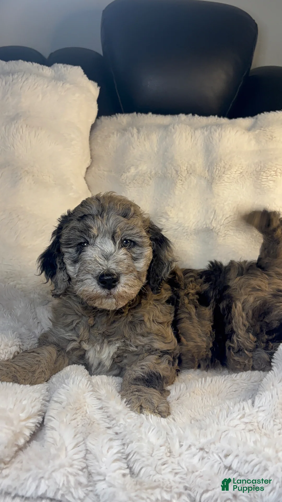 Double Doodle dogs for sale: Double Doodle Puppy 1 - Ad 1
