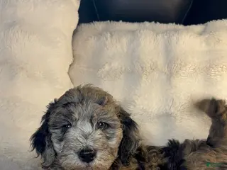 Double Doodle dogs Double Doodle Puppy 1 - Ad 1