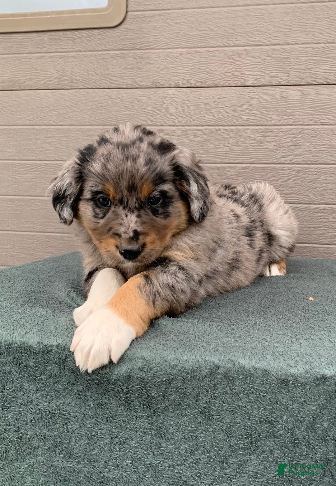 Aussiedoodle dogs for sale: Jenny - Ad 2