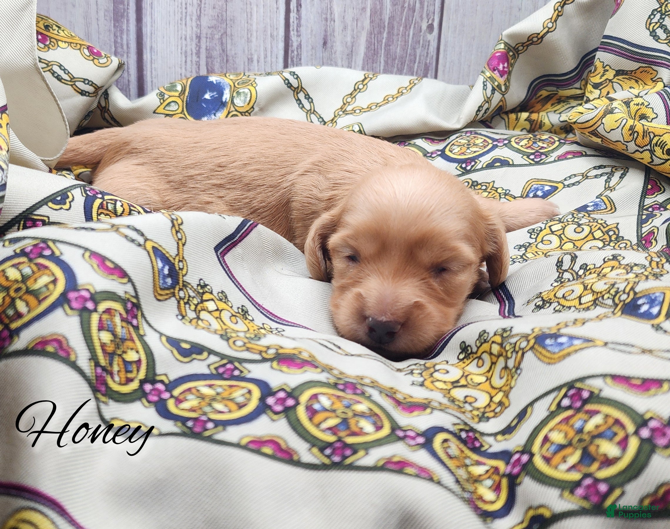 Miniature Dachshund dogs Honey  - Ad 37