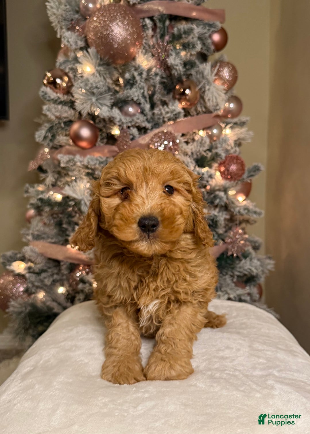 Mini Goldendoodle dogs for sale: Logan - Ad 1
