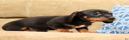 Miniature Dachshund dogs for sale: Winnie - Ad 7