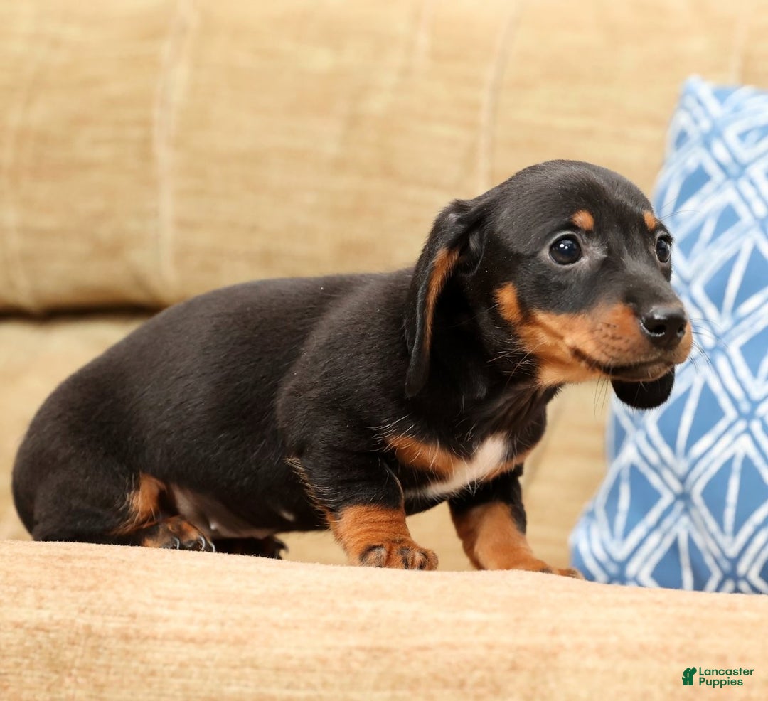 Miniature Dachshund dogs for sale: Winnie - Ad 7