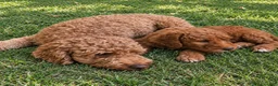 Mini Goldendoodle dogs for sale: Betty  (27 - 33 pounds full grown) - Ad 10