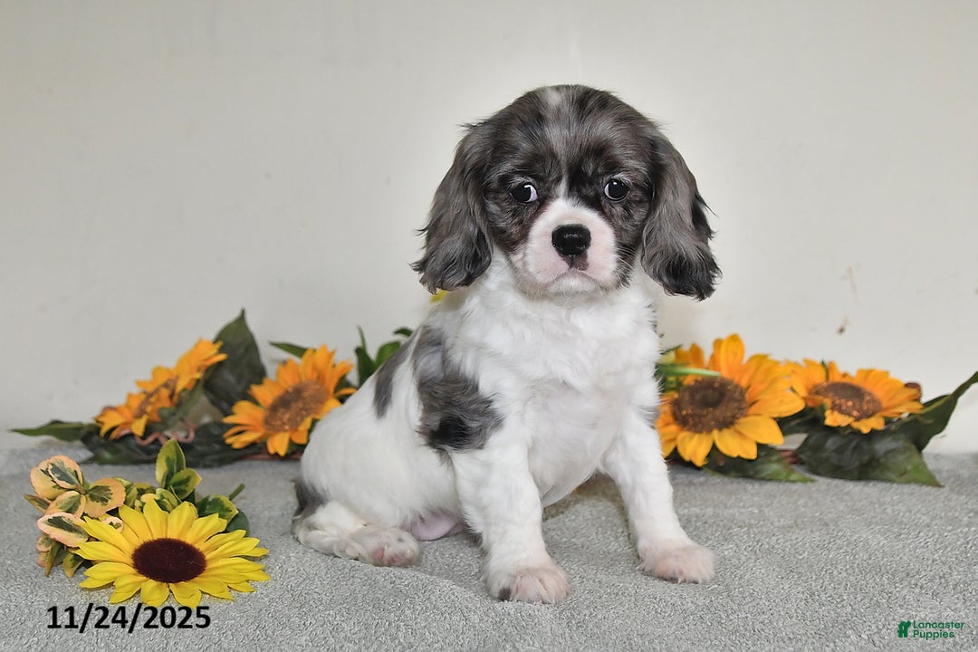 Cavalier King Charles Spaniel dogs for sale: Barbie - Ad 3