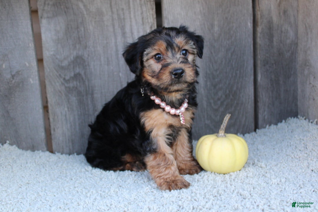 Yorkiepoo dogs for sale: TINKERBELL - Ad 1