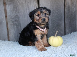 Yorkiepoo dogs TINKERBELL - Ad 23