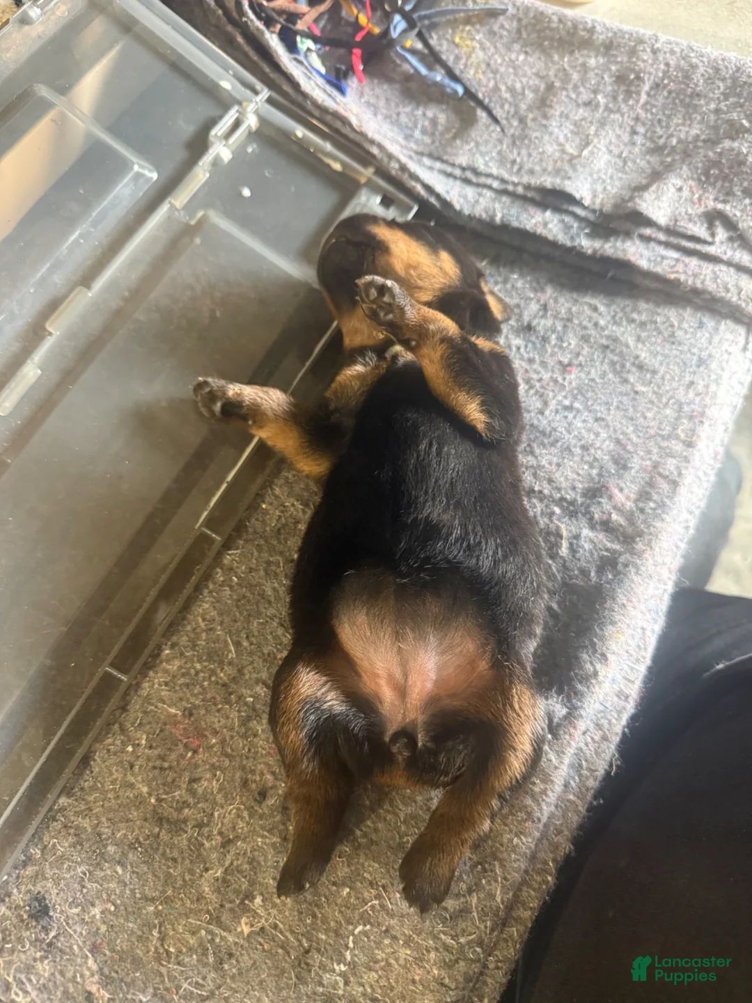 Rottweiler dogs for sale: Rottweiler Puppy 5 - Ad 2