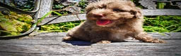 Havapoo dogs for sale: Innocent - Ad 6