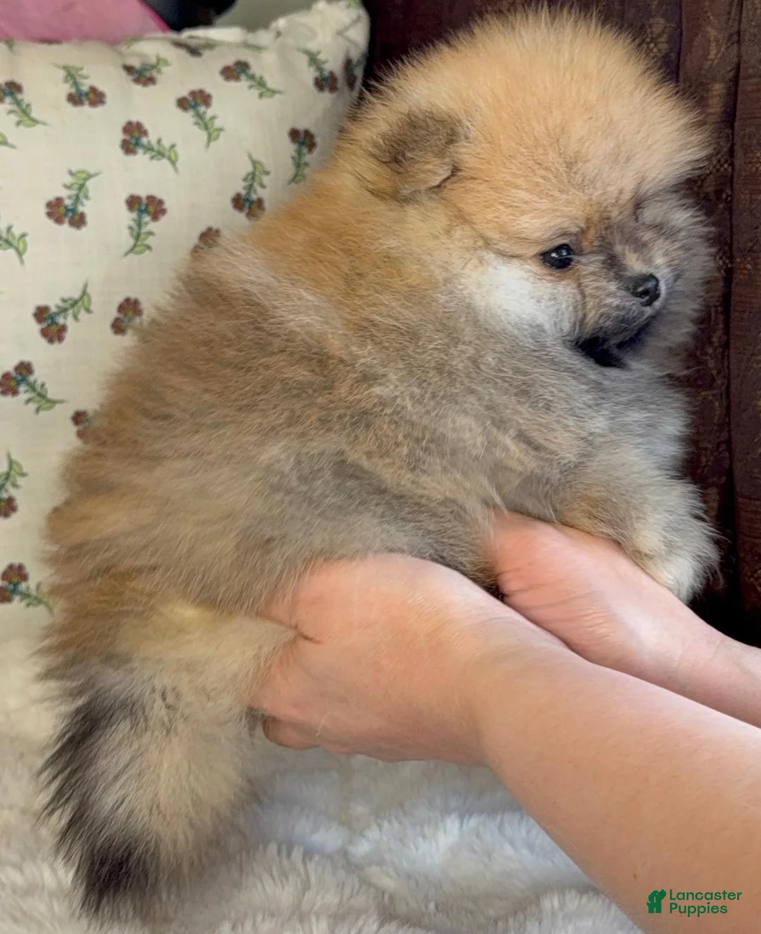 Pomeranian dogs for sale: Pomeranian Puppy Bear - Ad 2