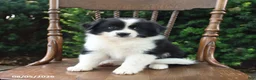 Mixed Breed dogs for sale: Domino - Ad 4