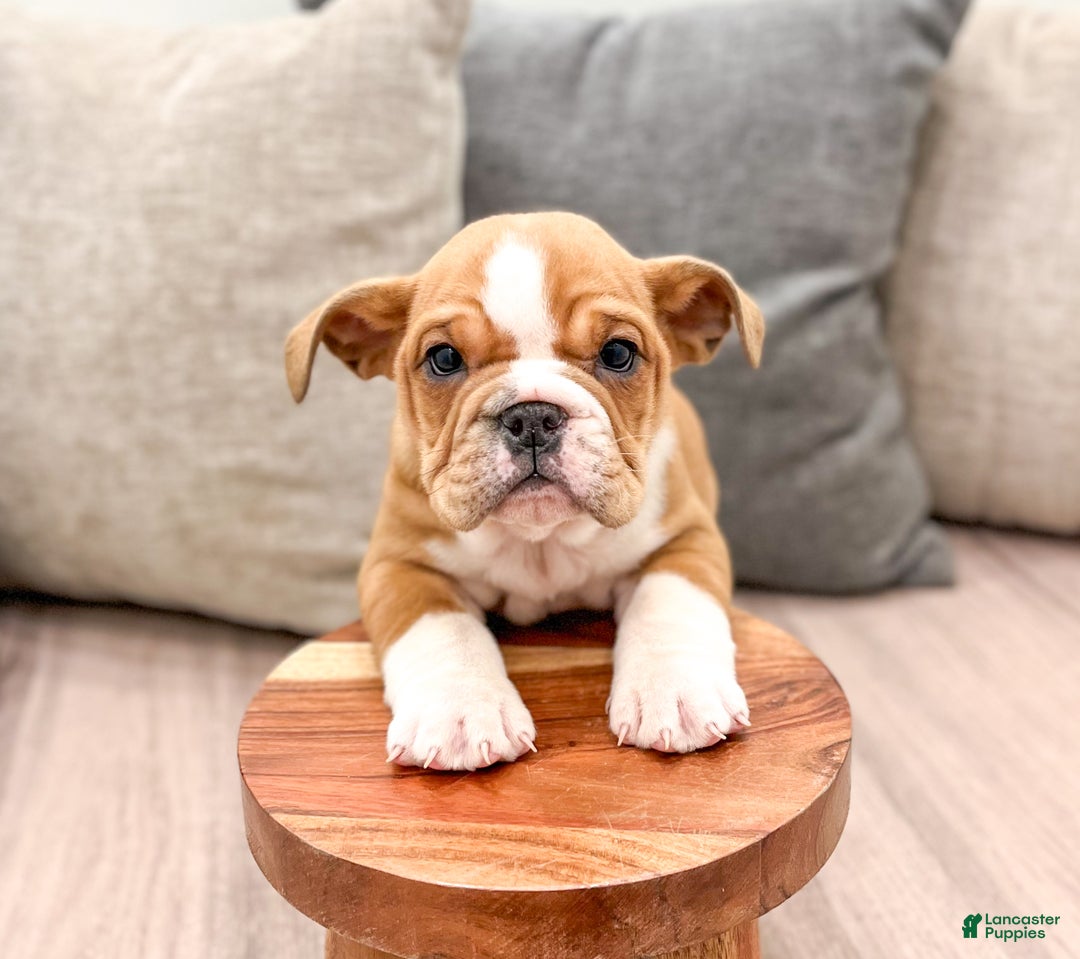 Mixed Breed dogs for sale: Bella - Ad 2